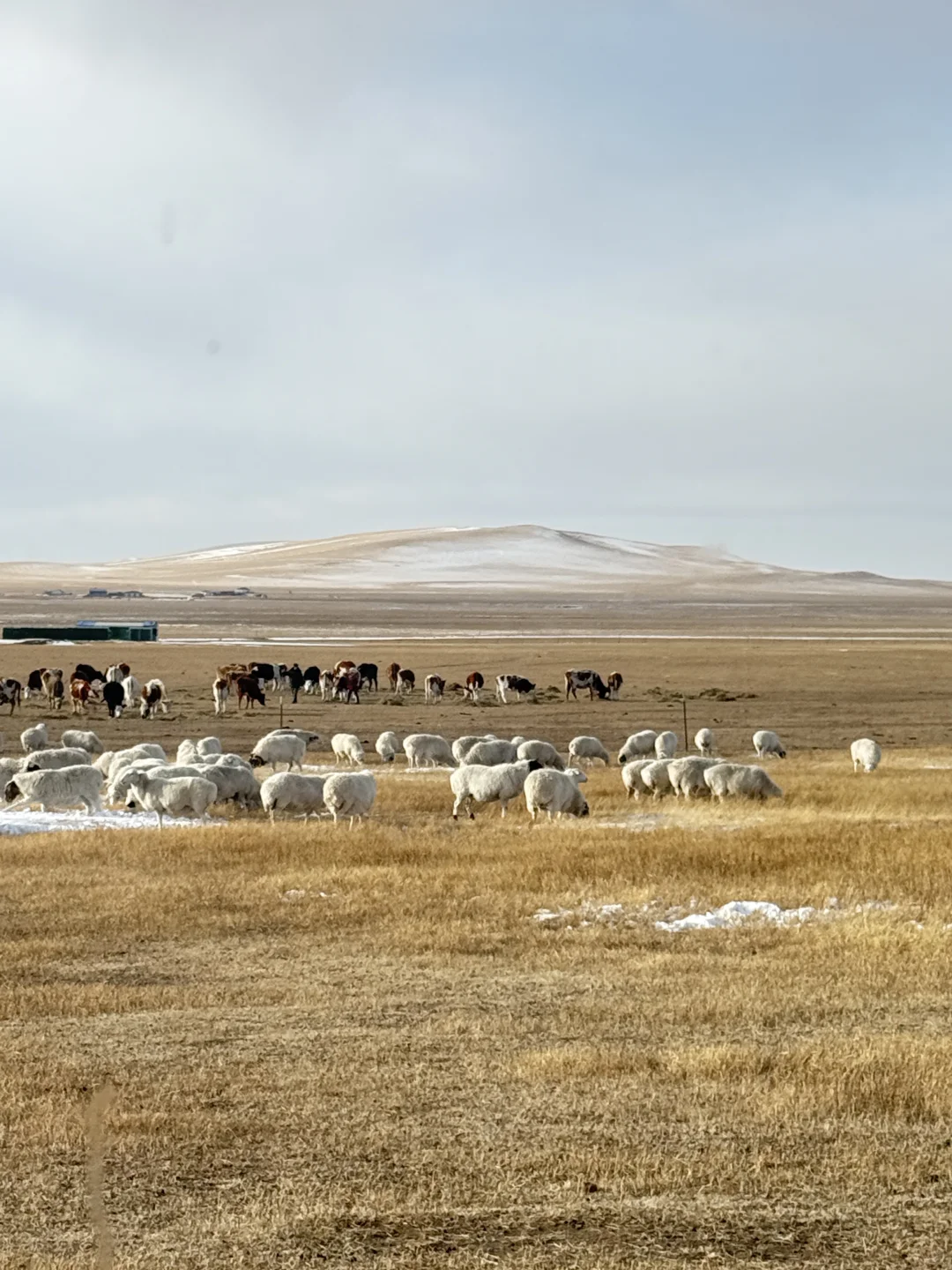 ��ԭ�����?�����ɹŵ��������û����ζ��