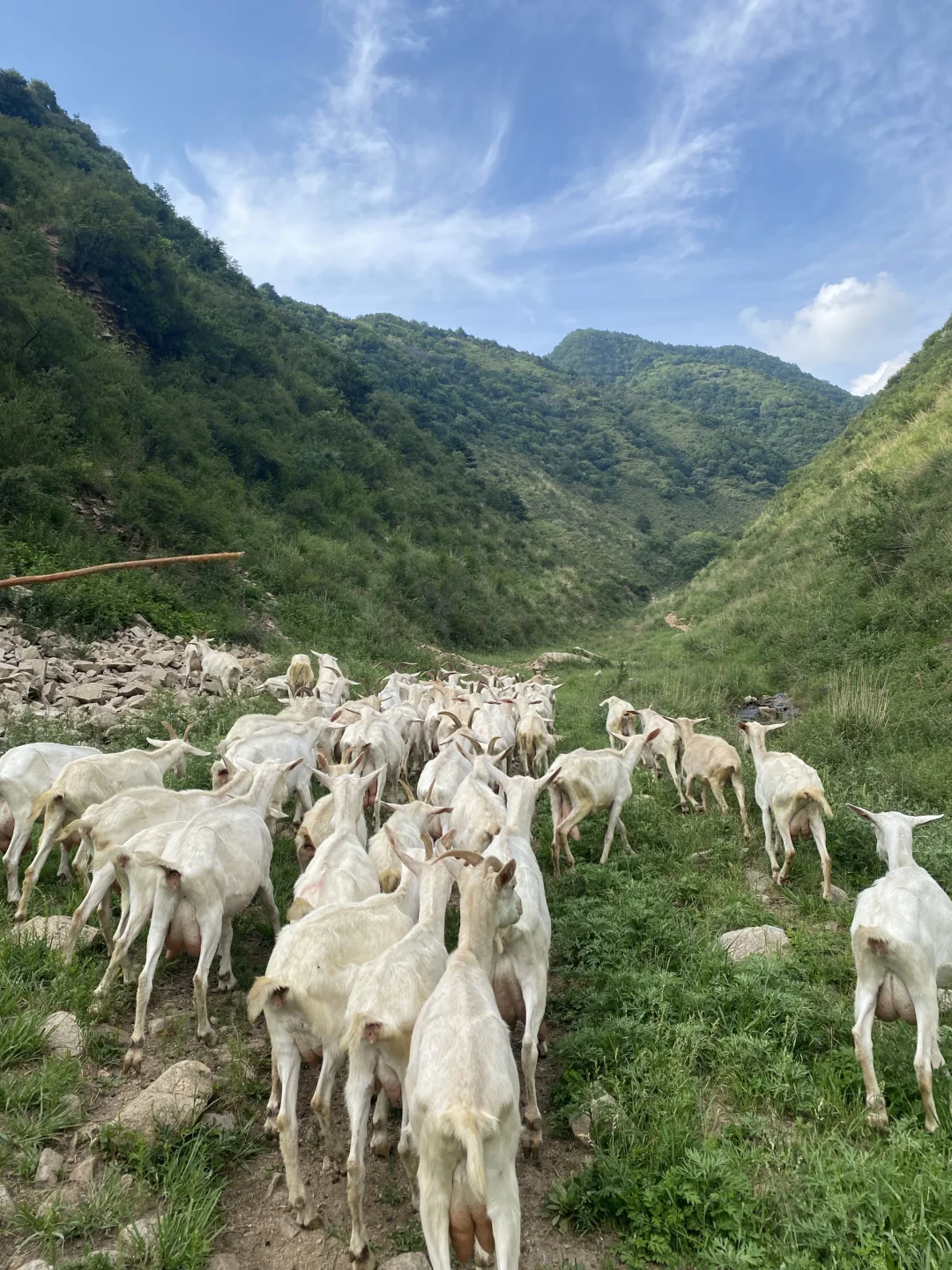 一杯放养羊奶,回归自然本味!