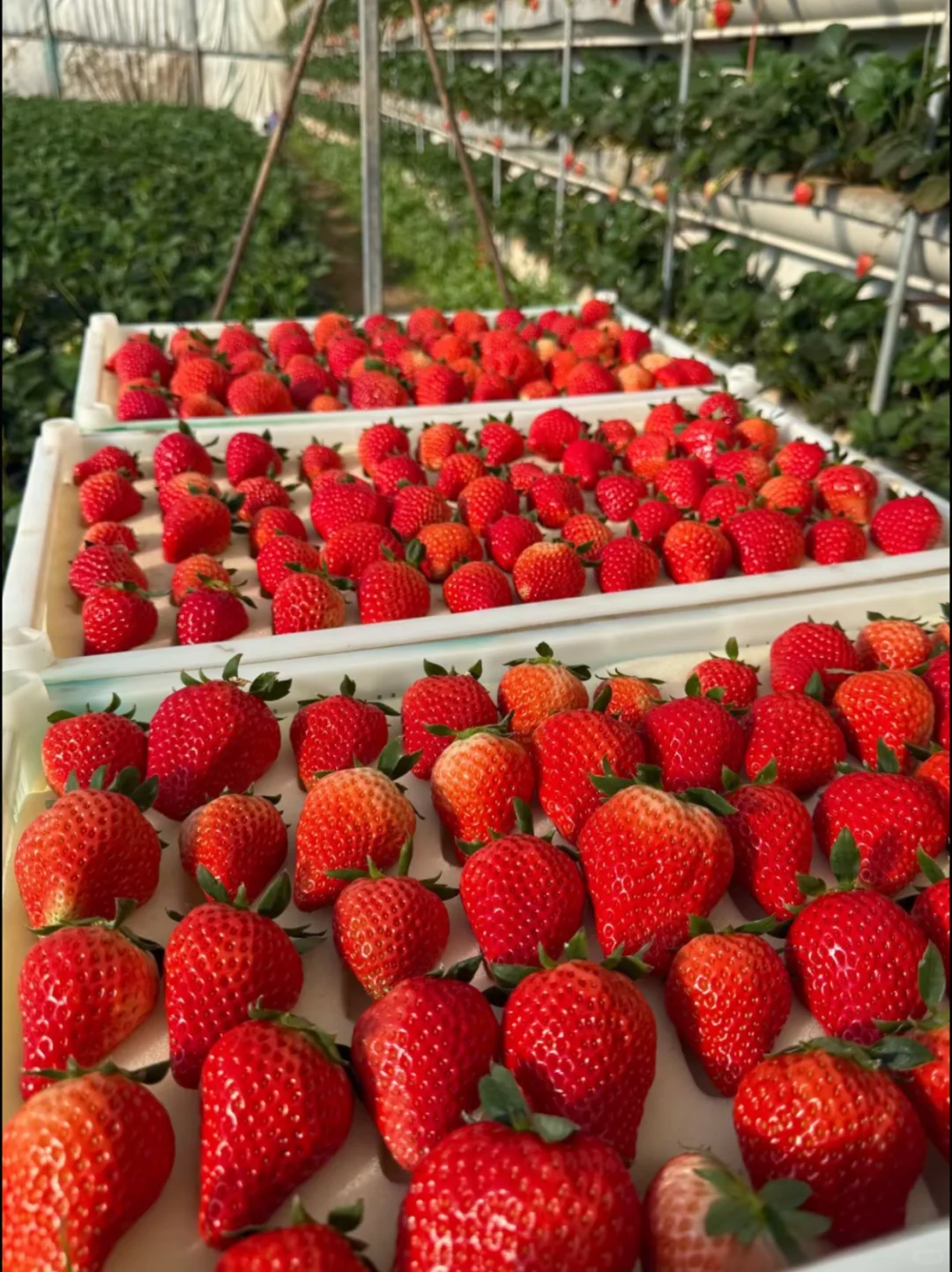 ������������֮�ó԰��ұ�������