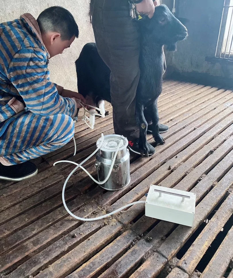 回乡养羊,有的人不止为了钱