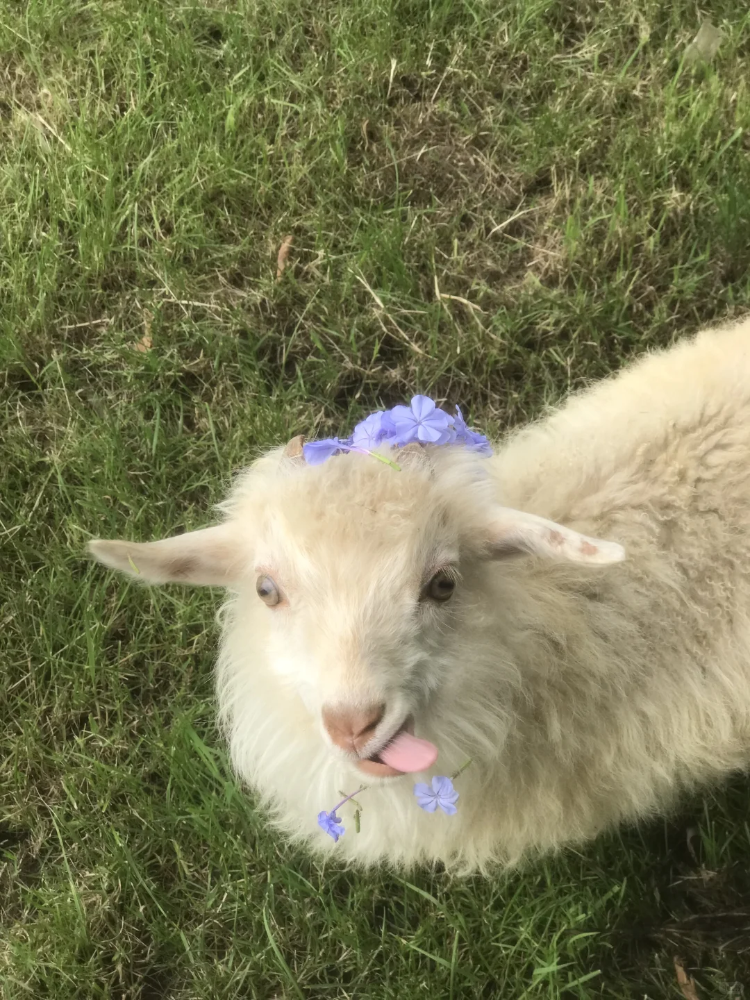 ũ��������Ʊ30����ʱ������С���������