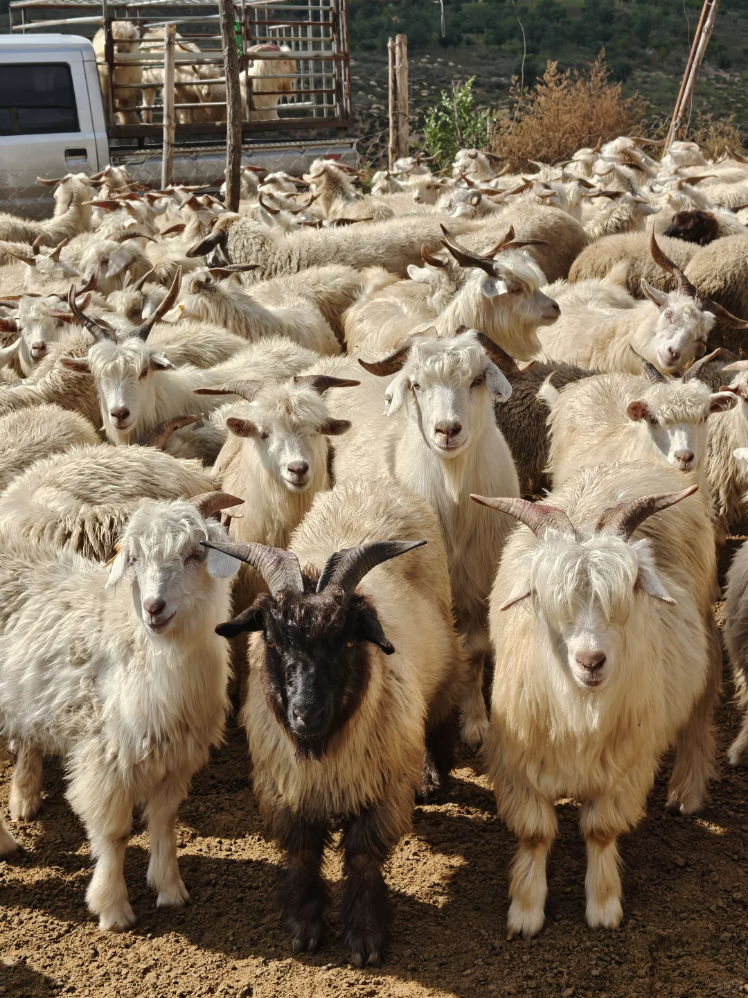 ����һ�����ֵ���ɽ��~