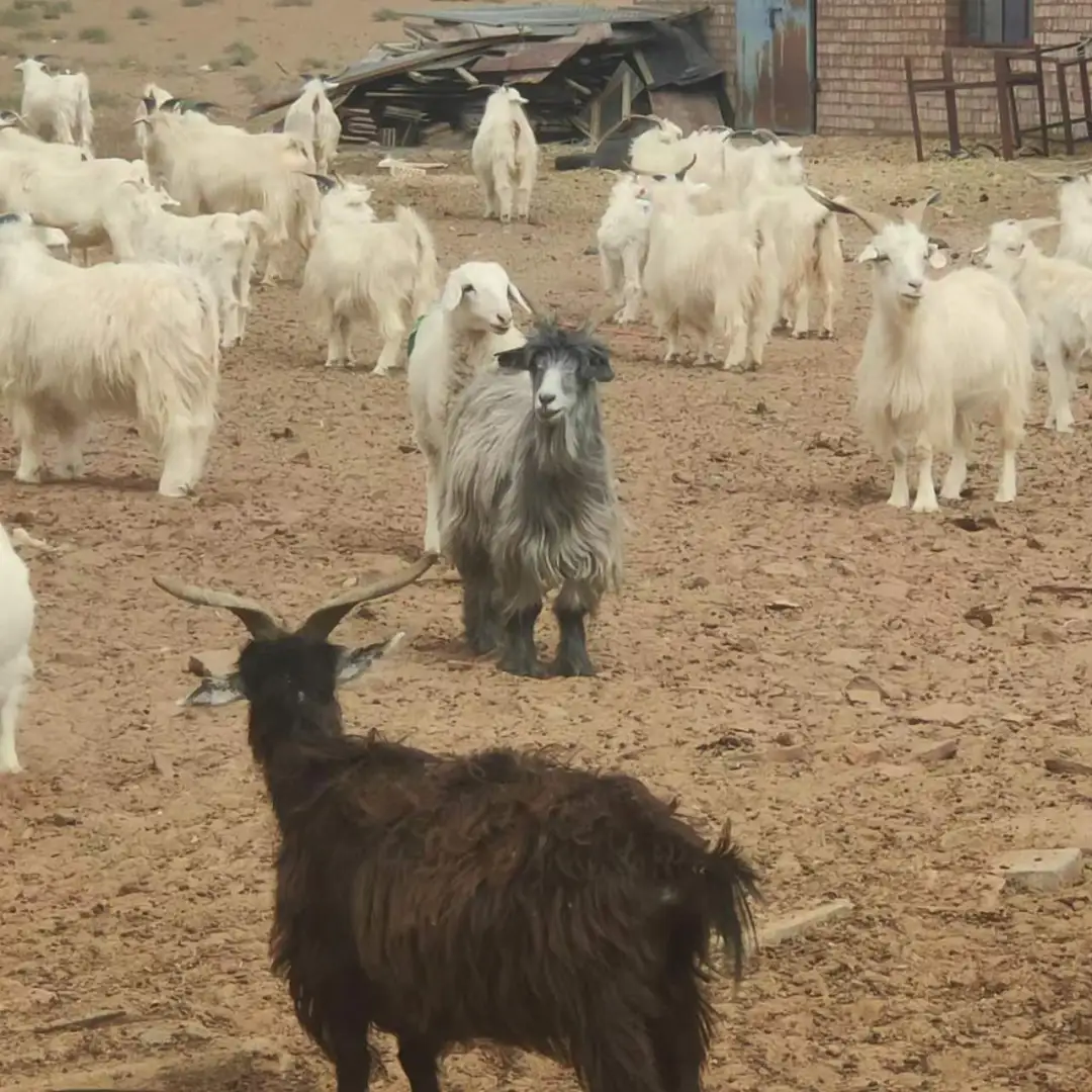 �����Ƽ�Ʒ�����