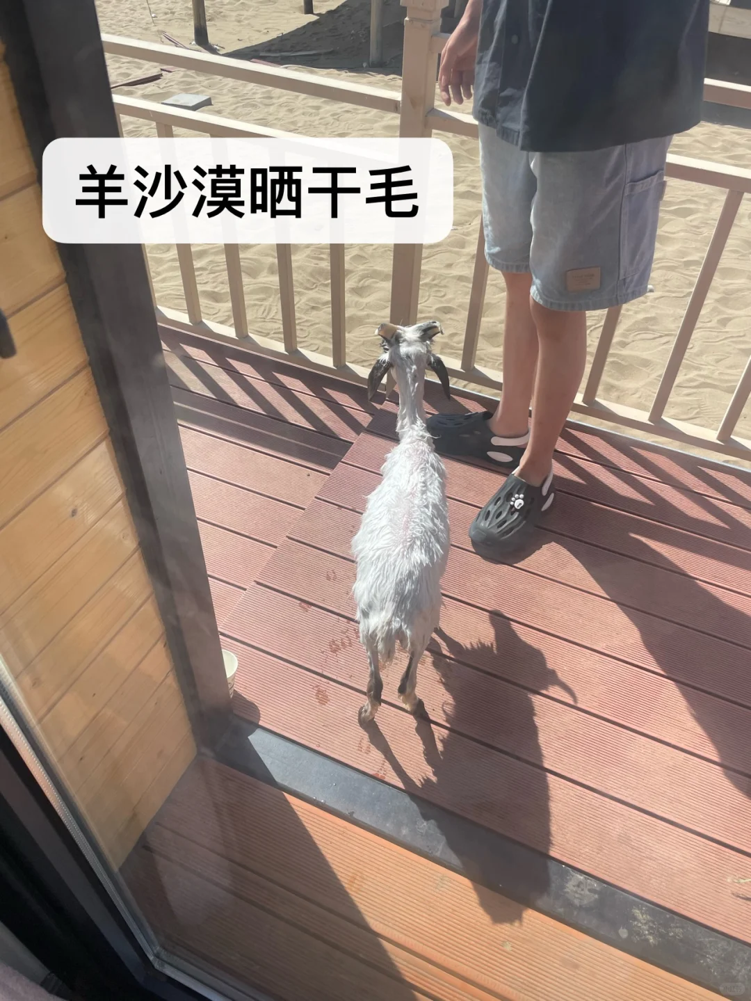 ��С�򲻹�񫣬�Ǿ���һֻ���������