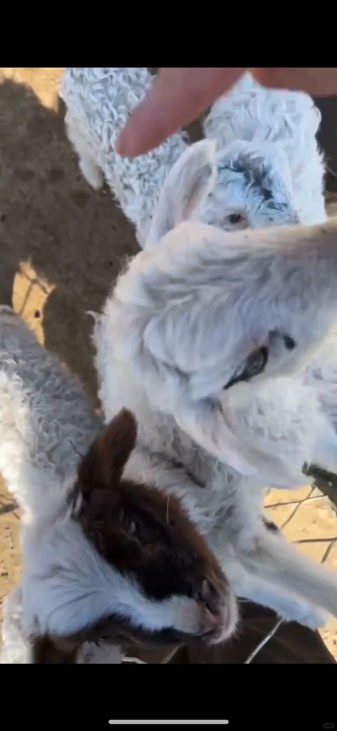 ���˰���������⣡