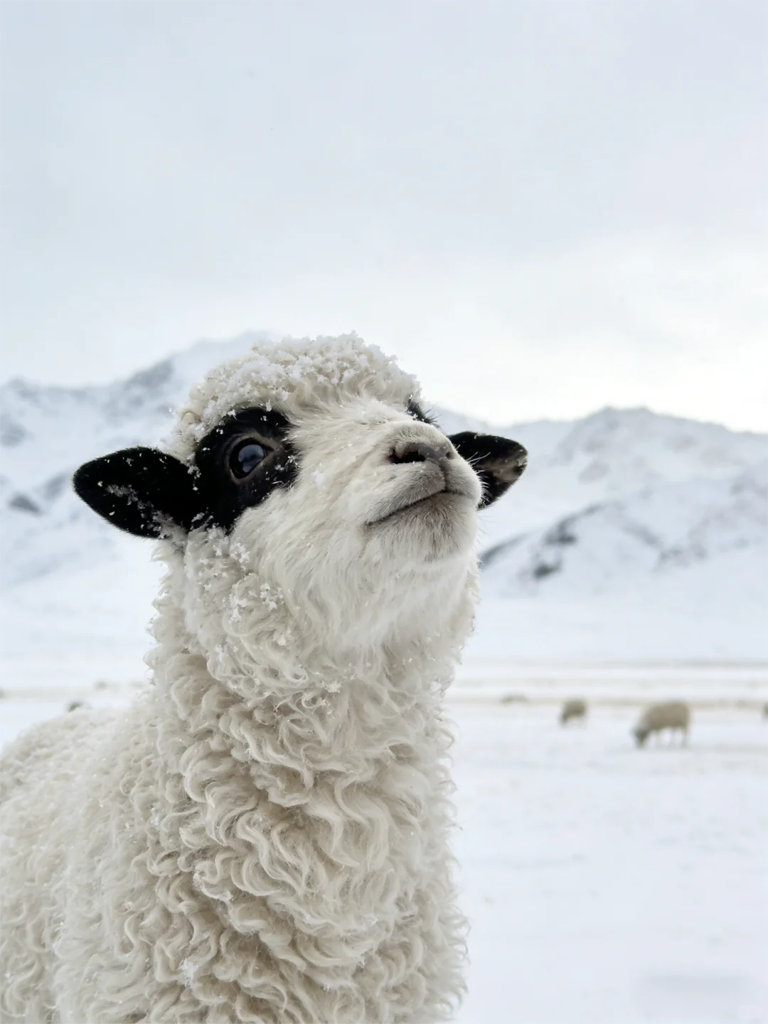 ��3000������������ש�����Ա˵���Ƿ���