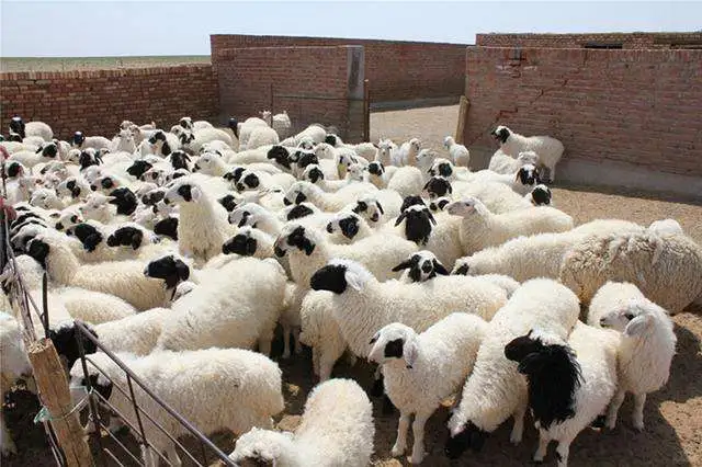 �н����ģ��Թ�����ζ������ô~8