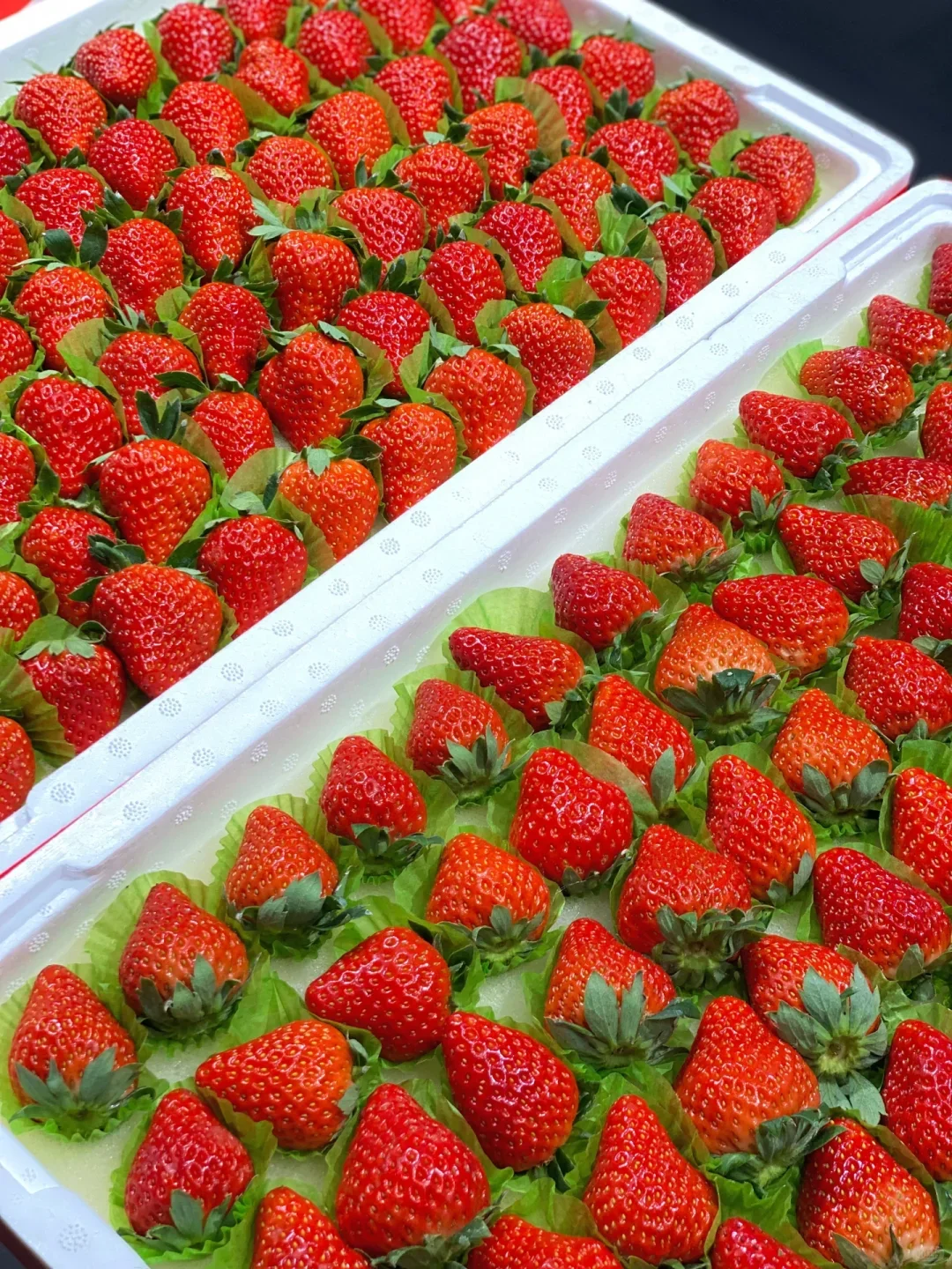 ������ݮ