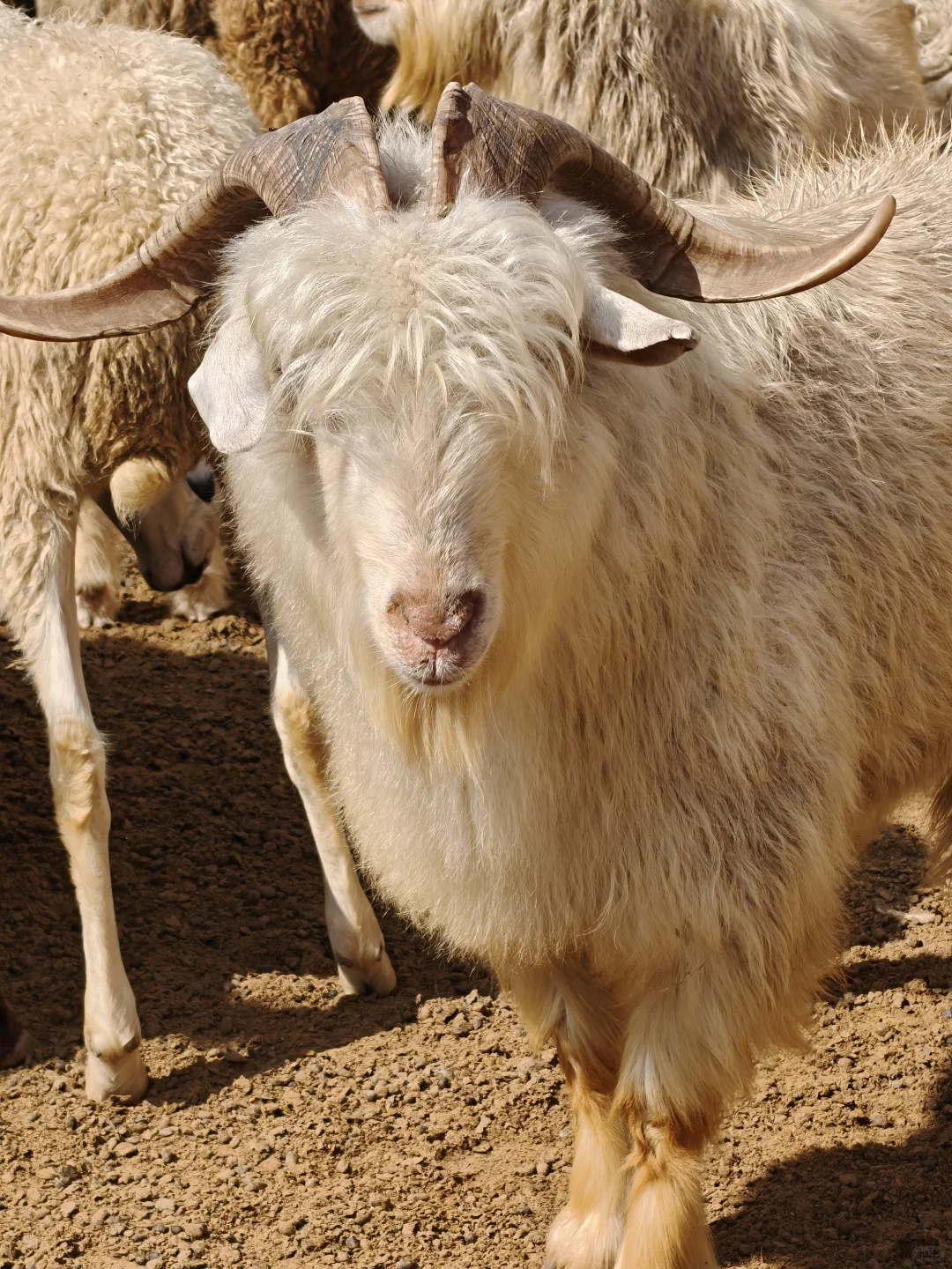 ����һ�����ֵ���ɽ��~