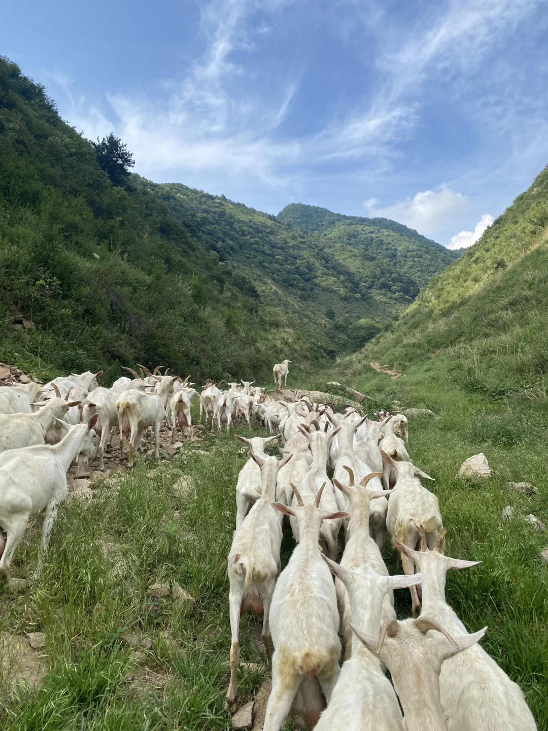 一杯放养羊奶,回归自然本味!