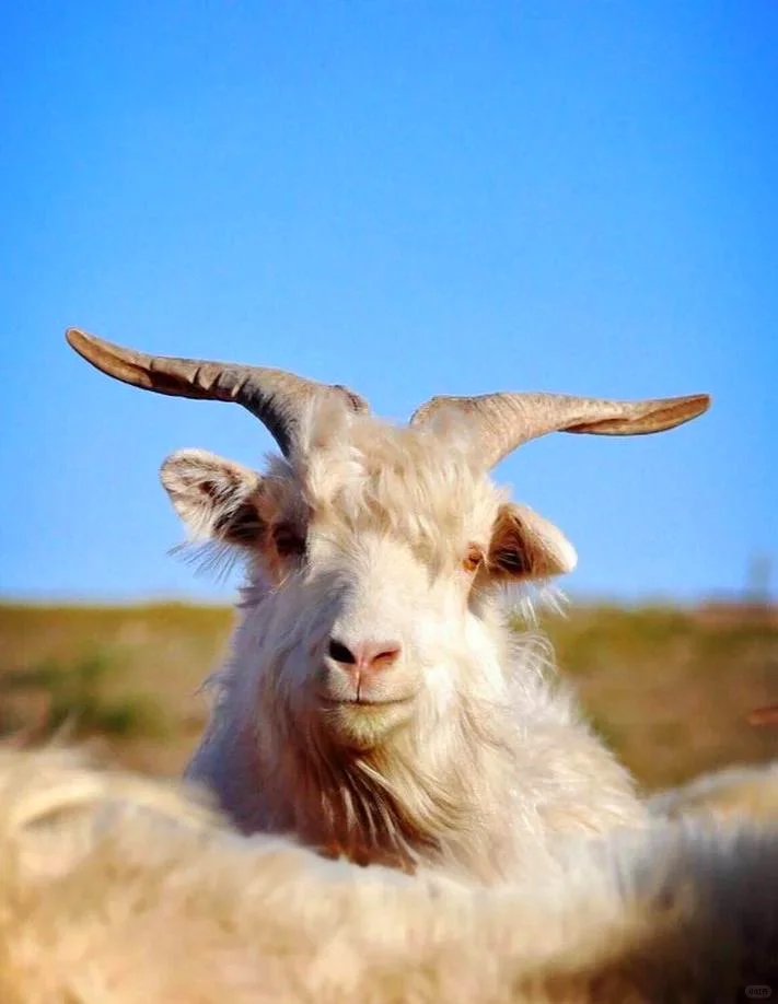 �н����ģ��Թ�����ζ������ô~8