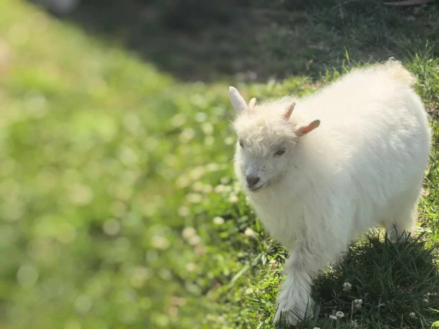 ��������Ҿ͸���