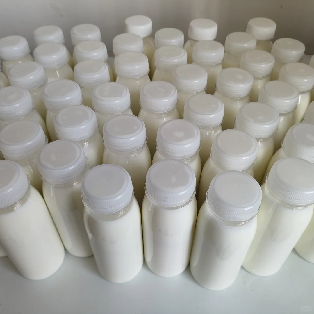 新鲜的羊奶,来自山里的放羊人