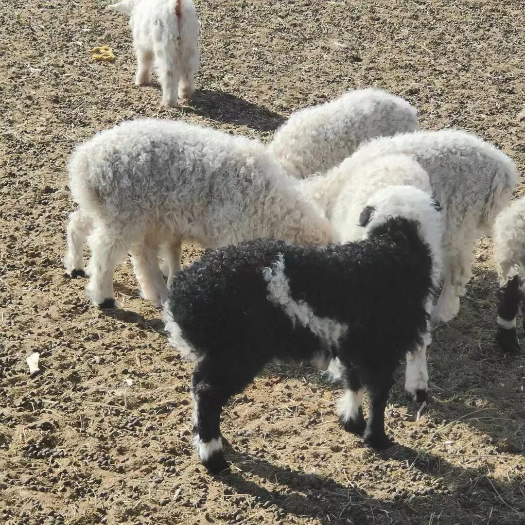 �����Ƽ�Ʒ�����