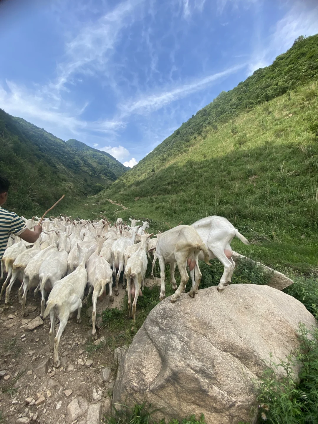 一杯放养羊奶,回归自然本味!