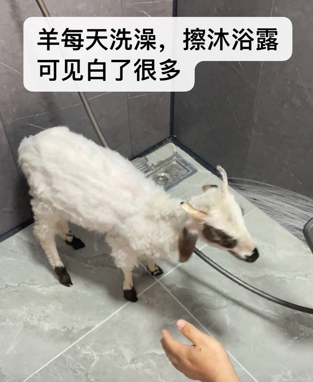 ��С�򲻹�񫣬�Ǿ���һֻ���������