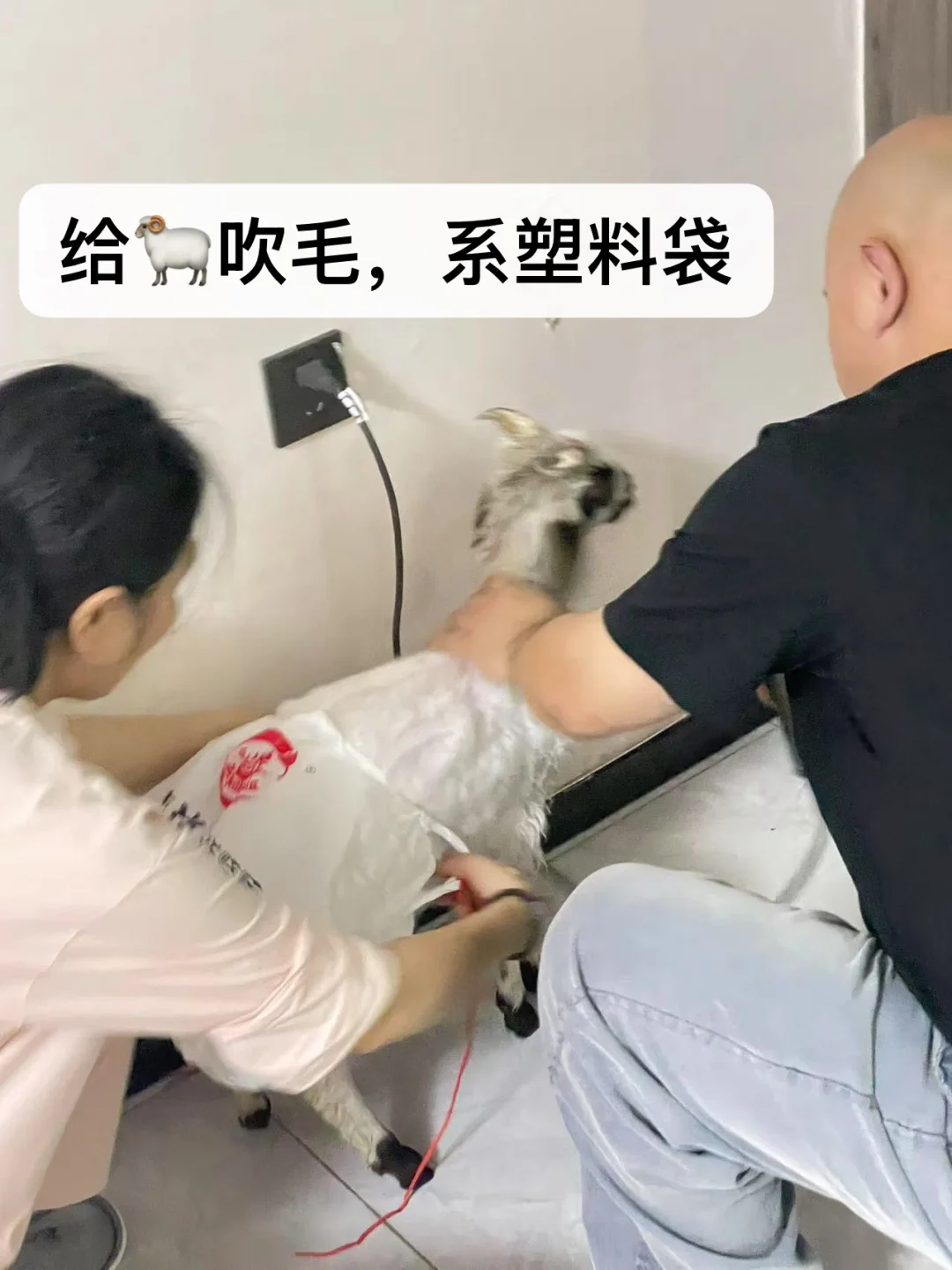 ��С�򲻹�񫣬�Ǿ���һֻ���������