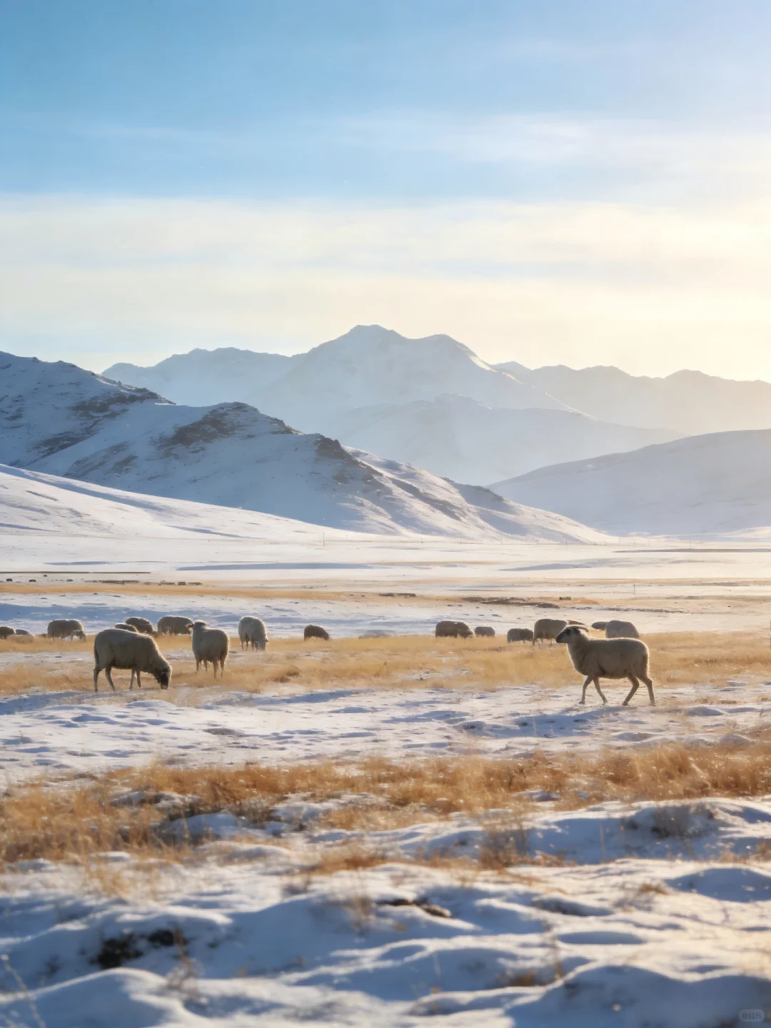在羌牧源每只羊都有自己的名字