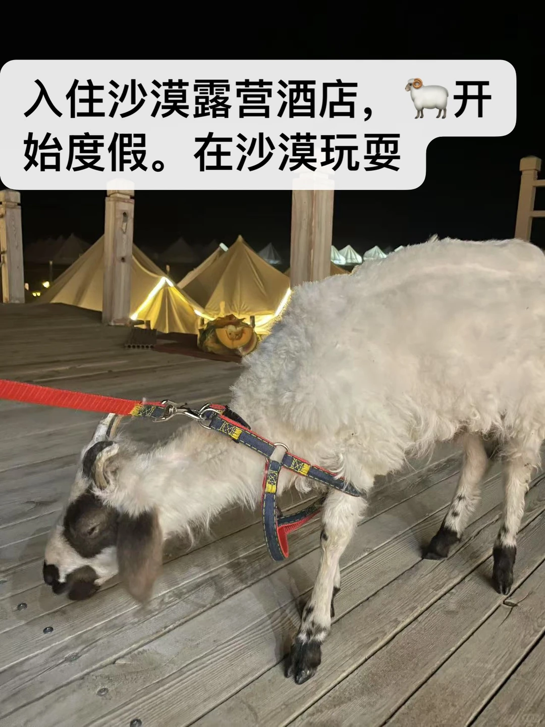 ��С�򲻹�񫣬�Ǿ���һֻ���������