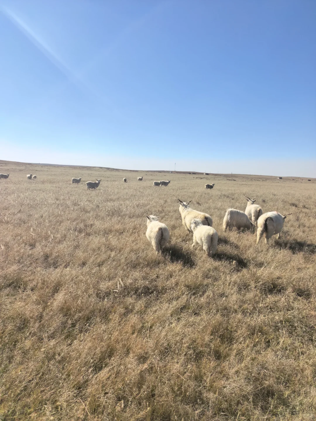 �ԼҲ�ԭ�������ô�������������