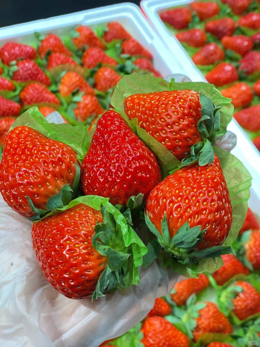 ������ݮ