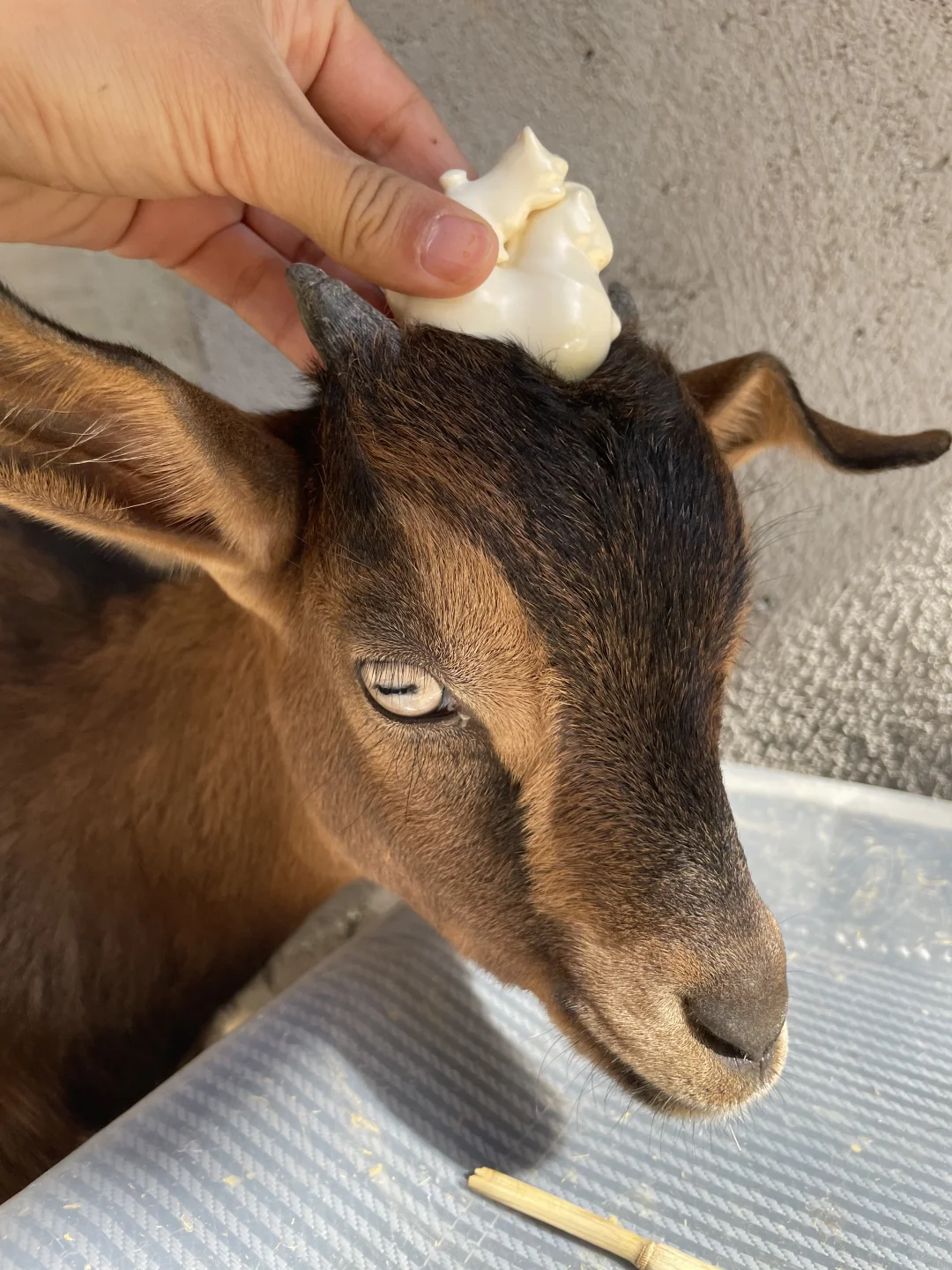 �Һ��ҵ�С����»��ڼ���