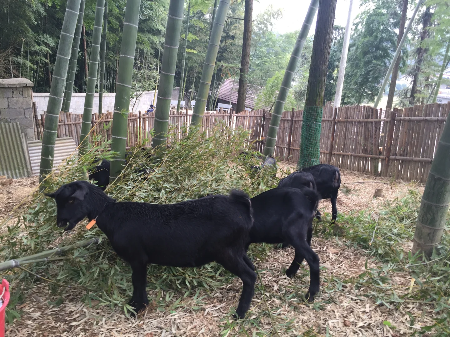 回乡养羊,有的人不止为了钱