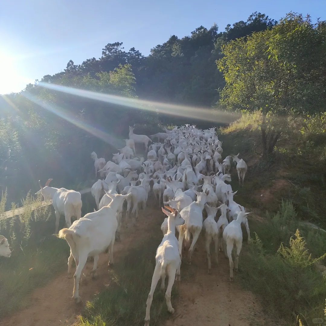新鲜的羊奶,来自山里的放羊人