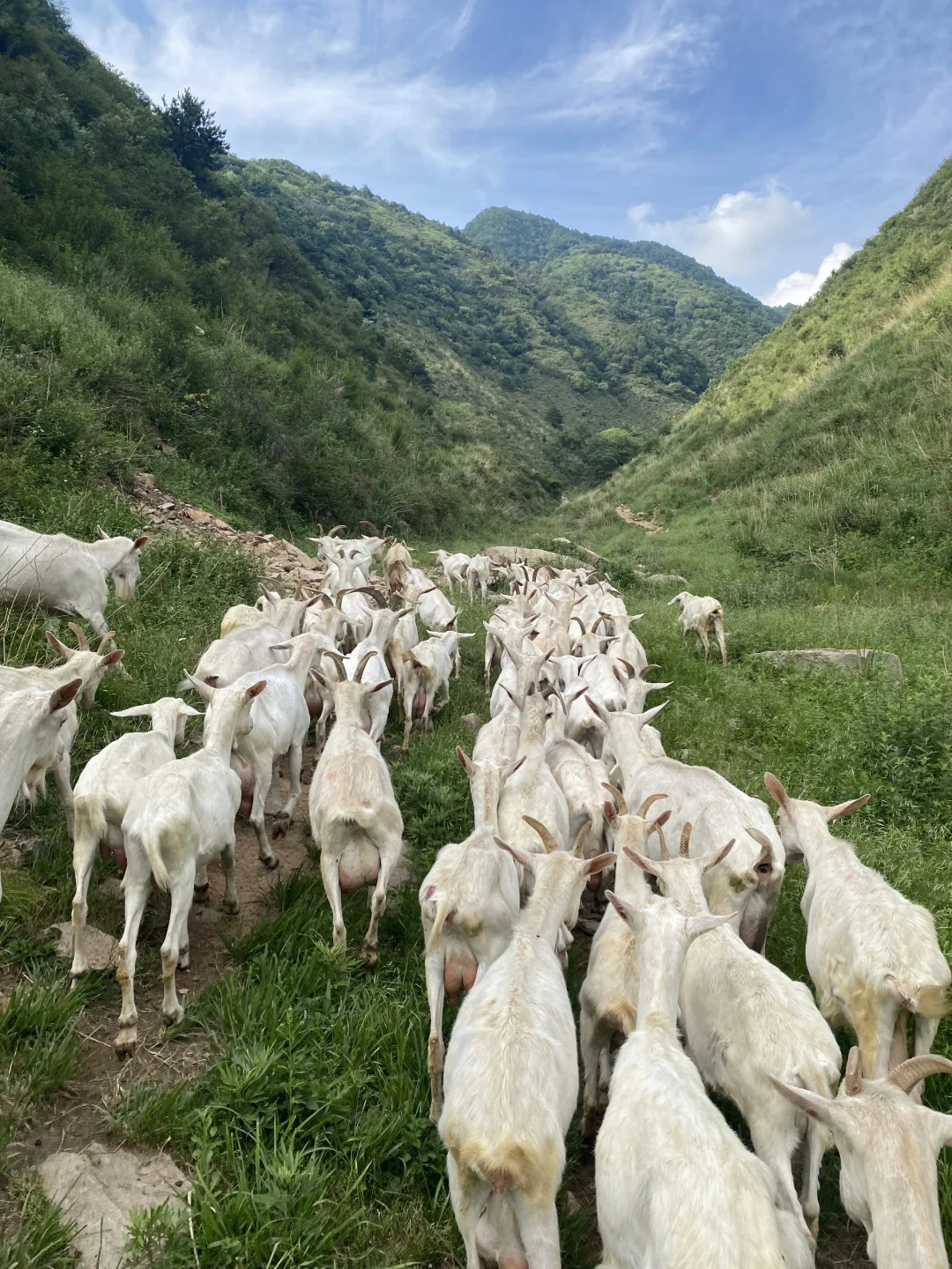 一杯放养羊奶,回归自然本味!