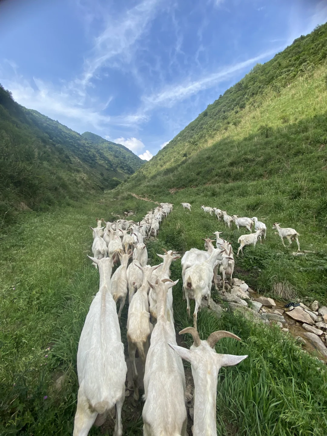 一杯放养羊奶,回归自然本味!