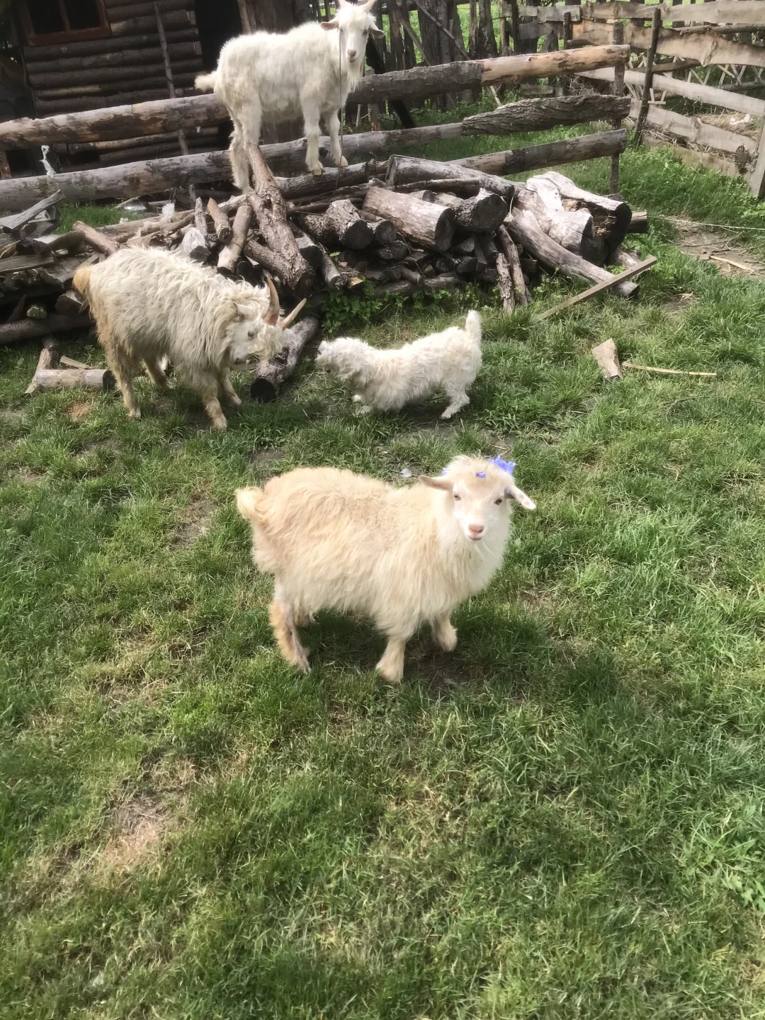 ũ��������Ʊ30����ʱ������С���������