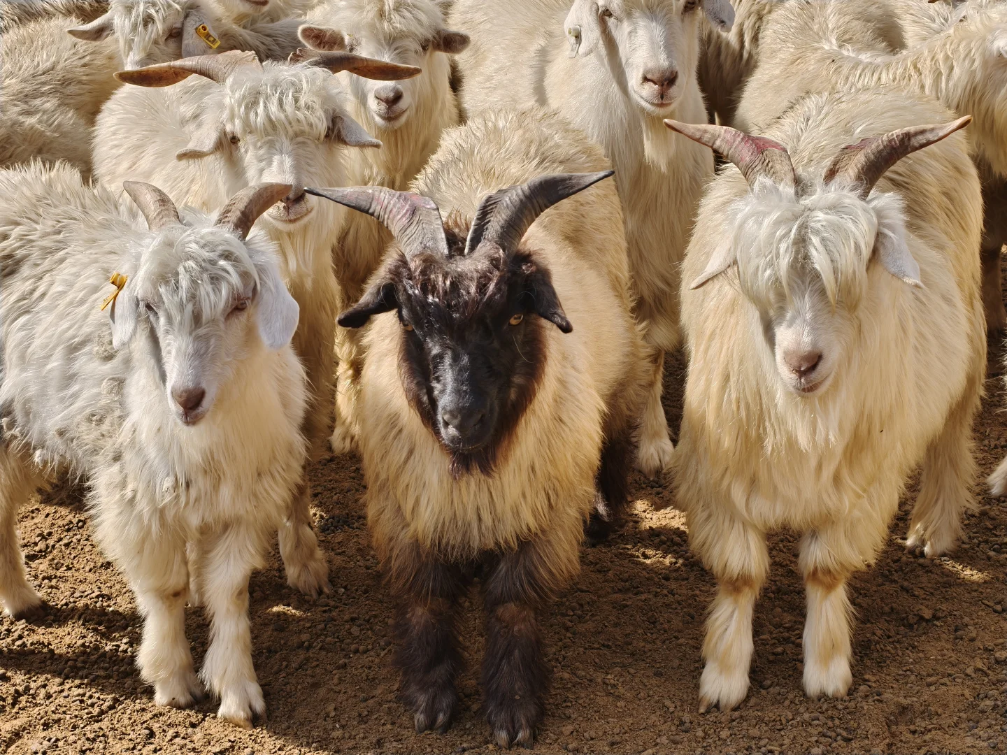 ����һ�����ֵ���ɽ��~