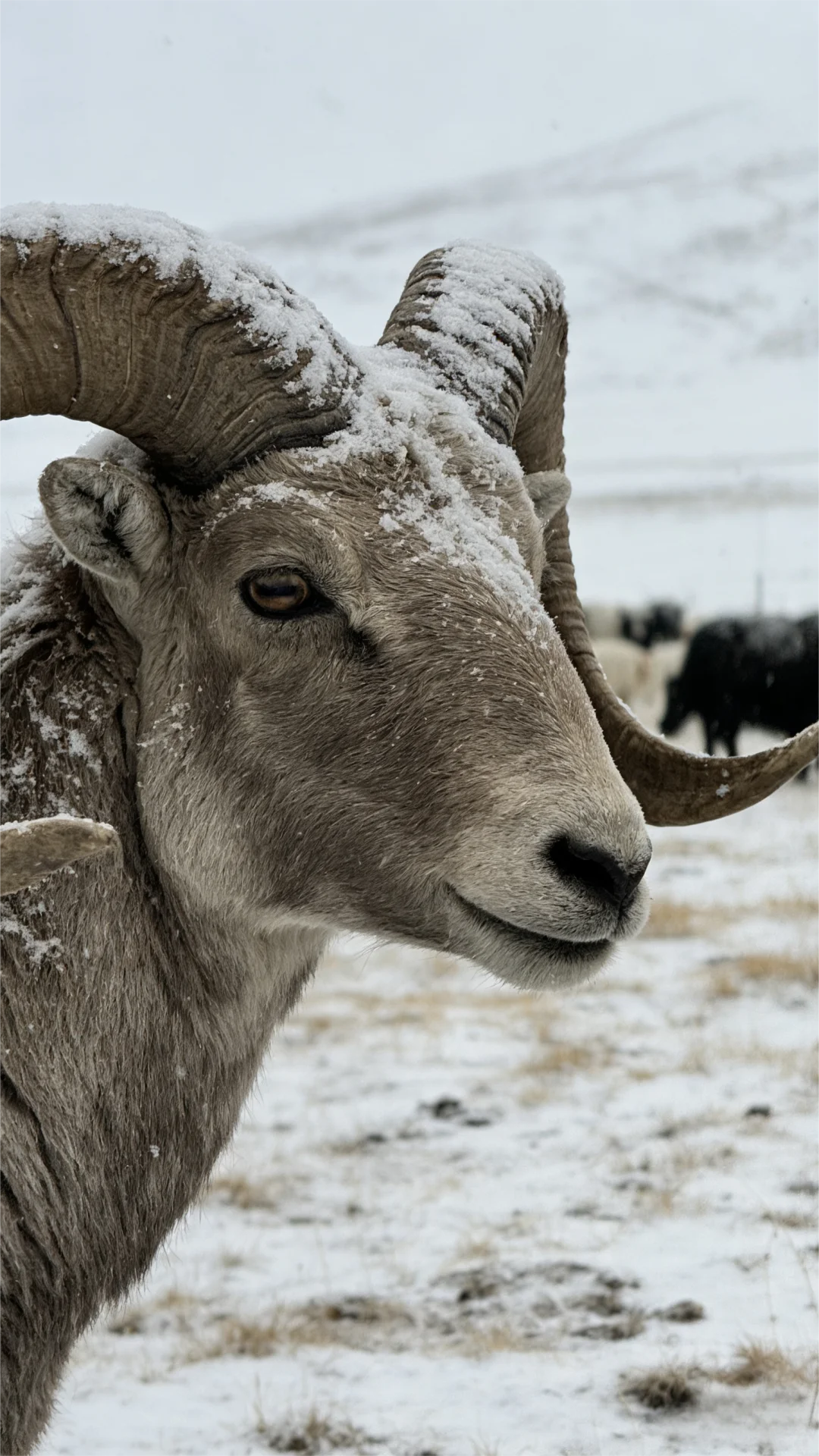 �����˴ߵ�������������桱�����쿪բ��