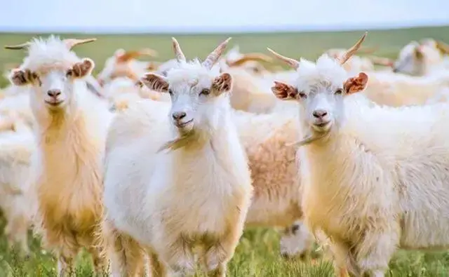 �н����ģ��Թ�����ζ������ô~8