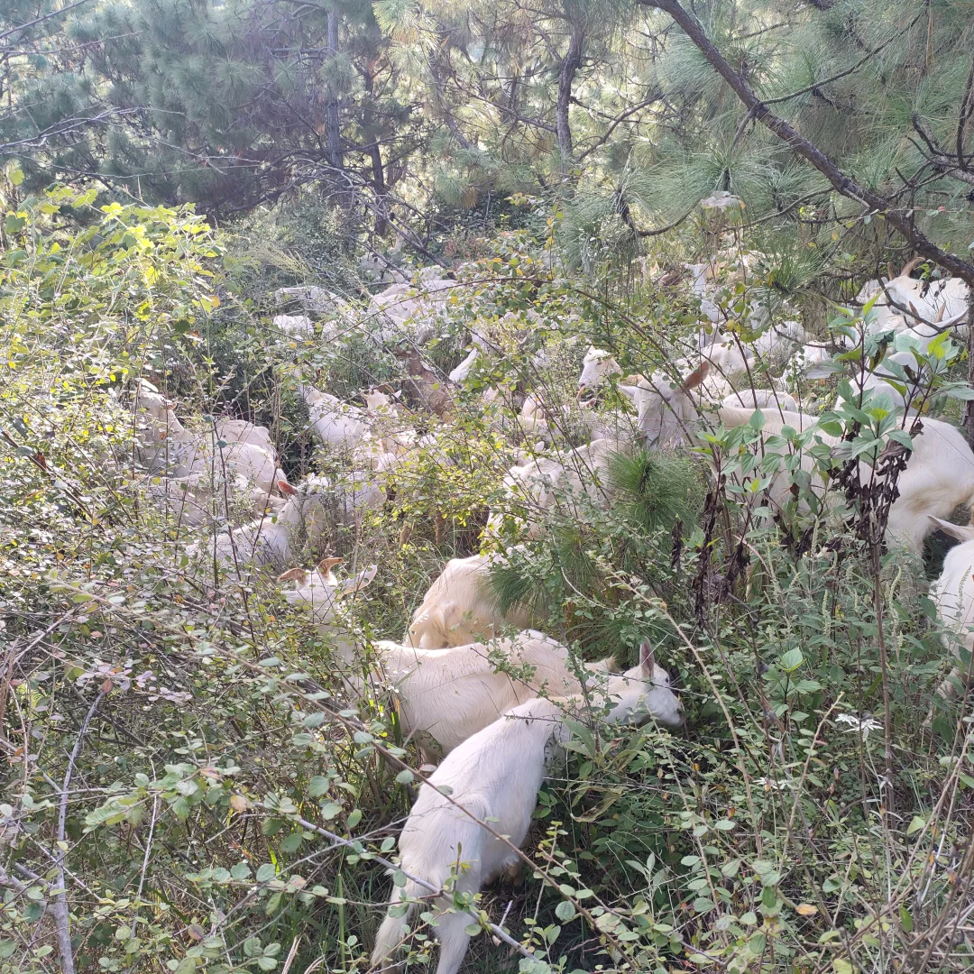 新鲜的羊奶,来自山里的放羊人