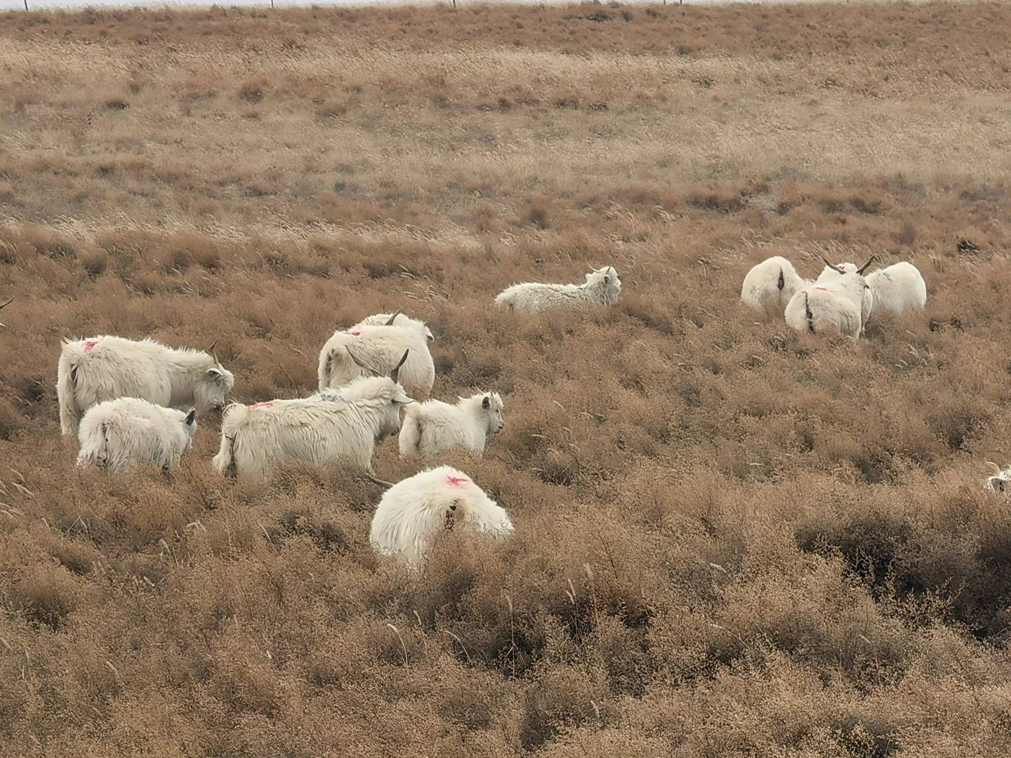 �ԼҲ�ԭ�������ô�������������