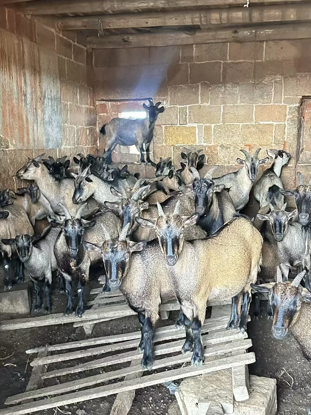 �Ұ��ִ��ҳ���������