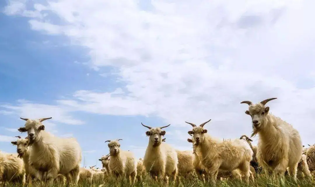 �н����ģ��Թ�����ζ������ô~8