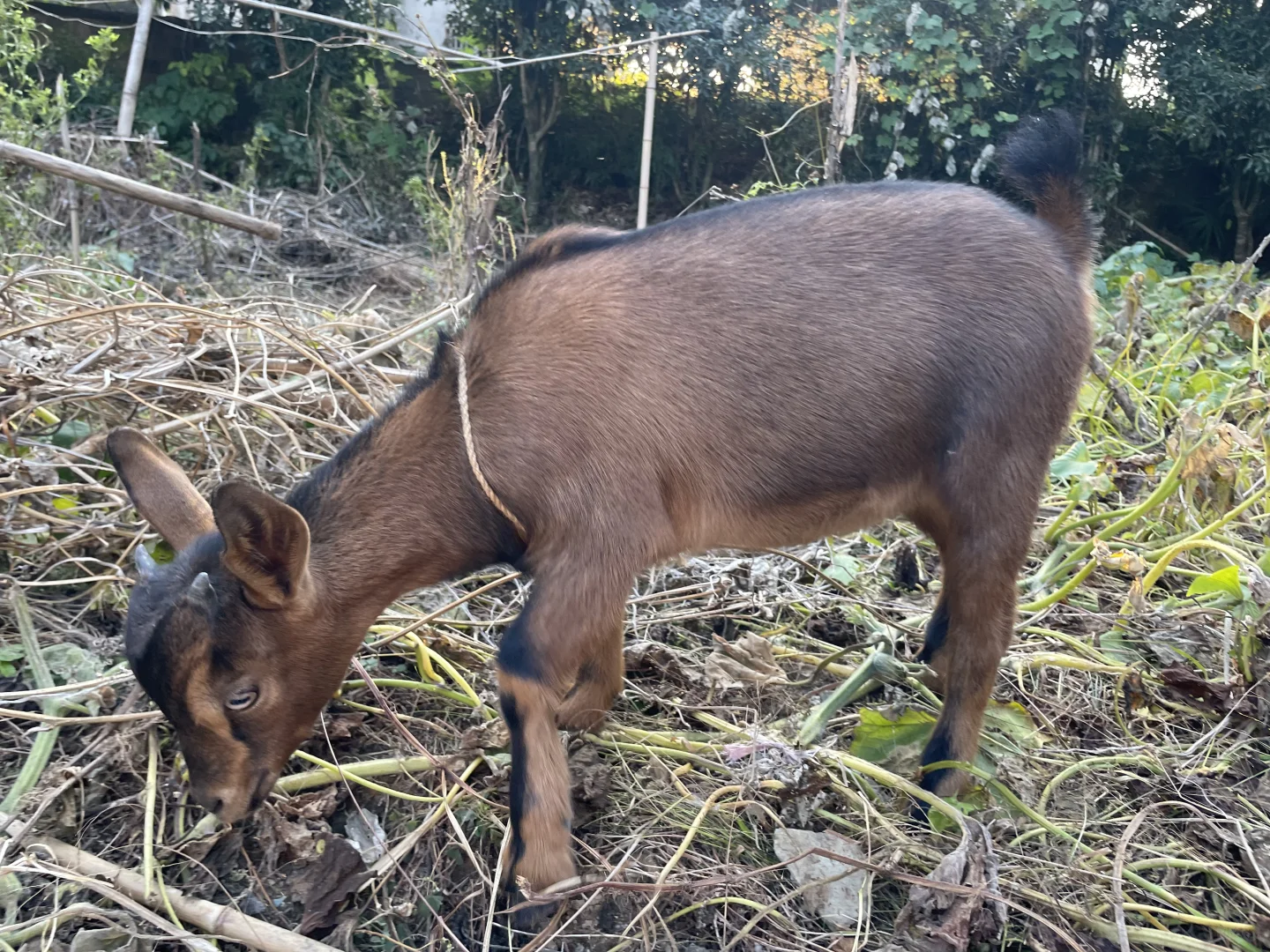 �Һ��ҵ�С����»��ڼ���