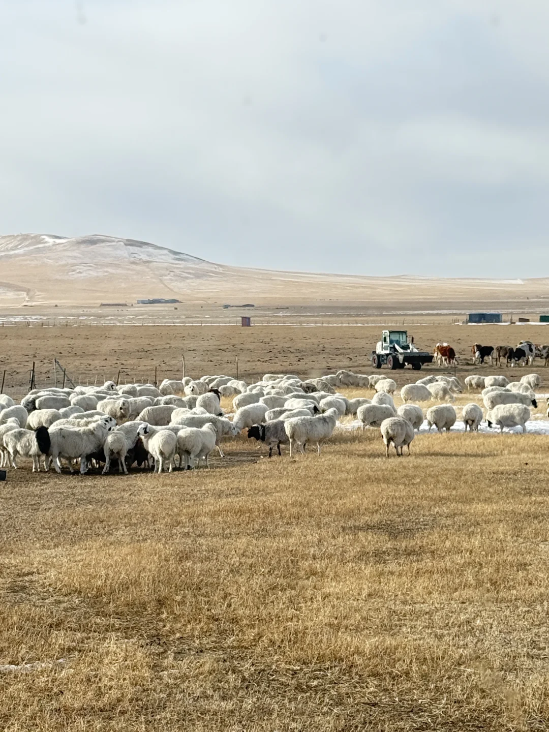 ��ԭ�����?�����ɹŵ��������û����ζ��