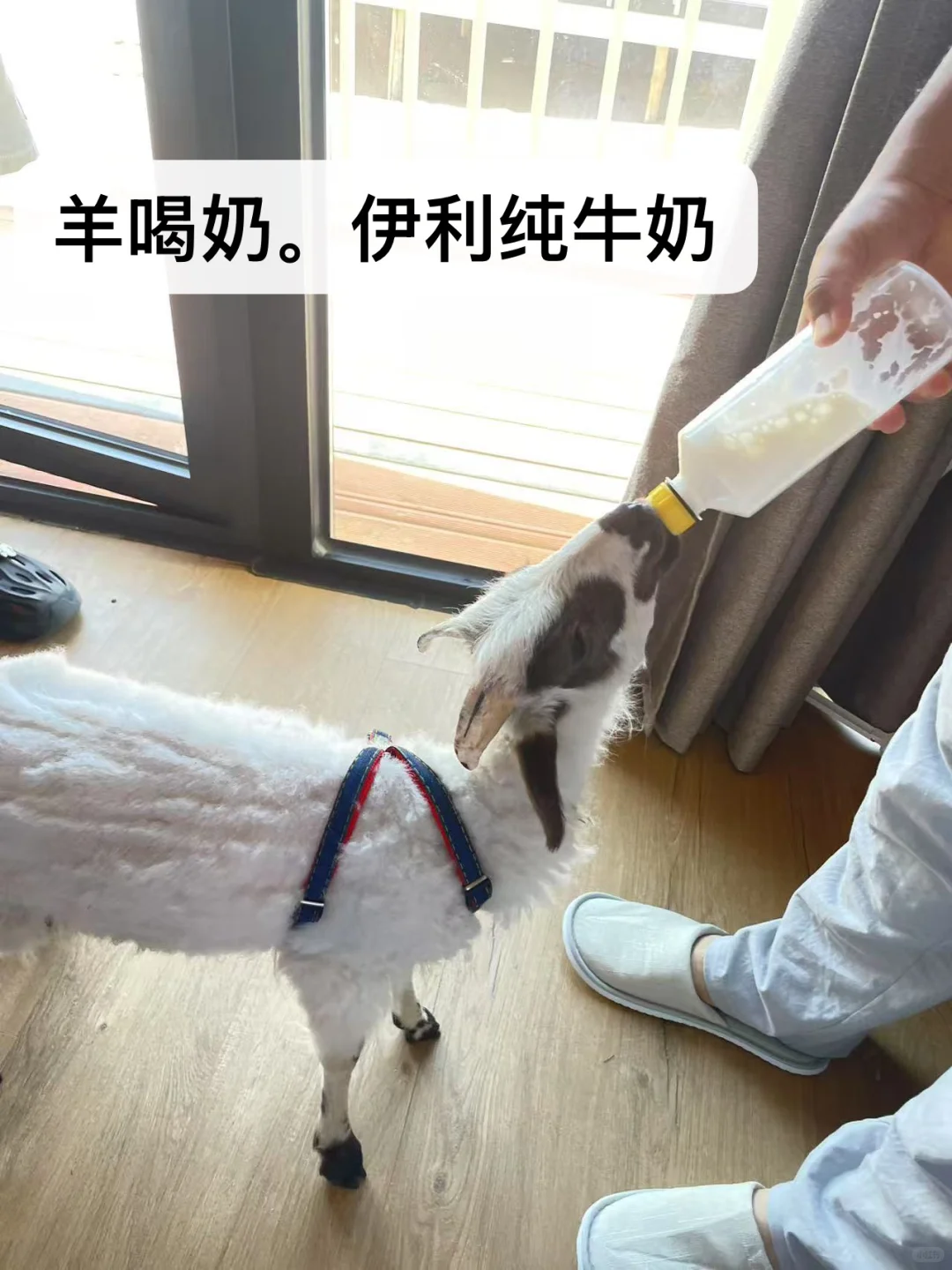 ��С�򲻹�񫣬�Ǿ���һֻ���������