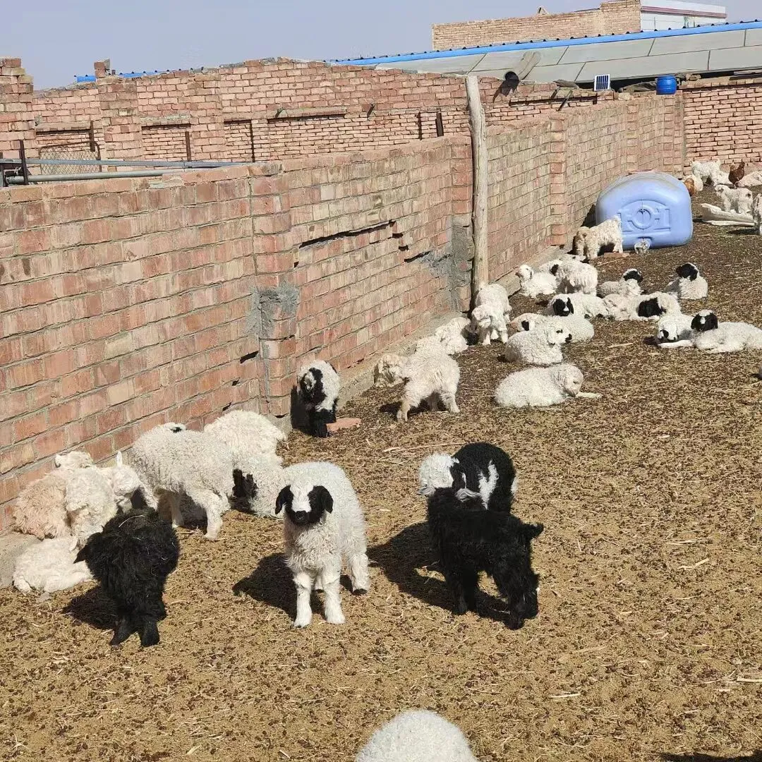 �����Ƽ�Ʒ�����