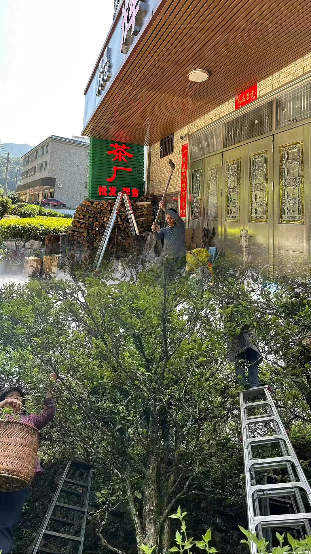 �����ݴ���Ҷ�ز����ȿ�??��ҶС�ױؿ�?