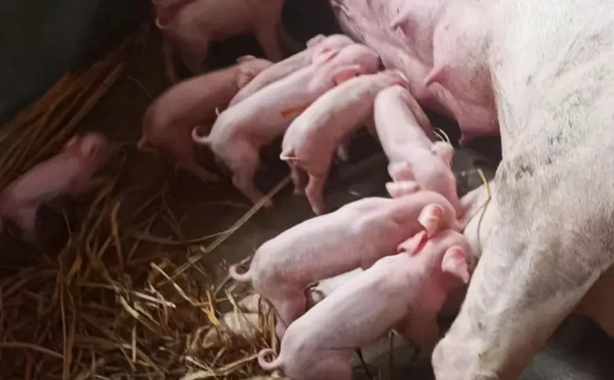 2025��12��20��ȫ�����������۸���Ϣ