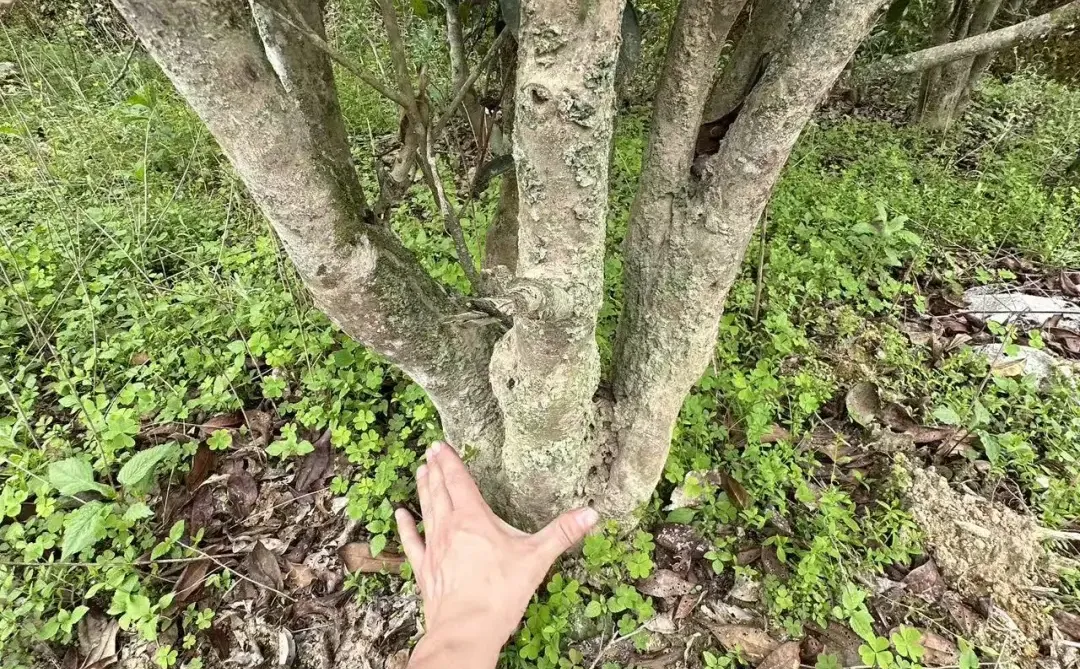 �����ݴ���Ҷ�ز����ȿ�??��ҶС�ױؿ�?