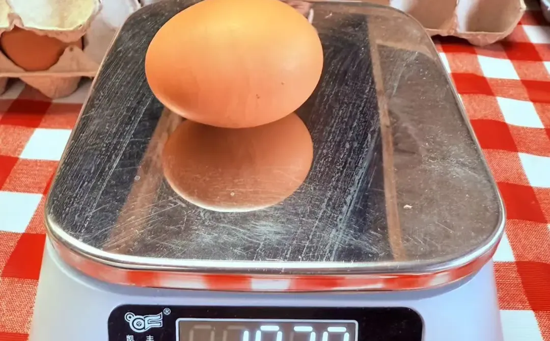 奥克兰散养草鸡蛋?比超市还便宜!12刀30个