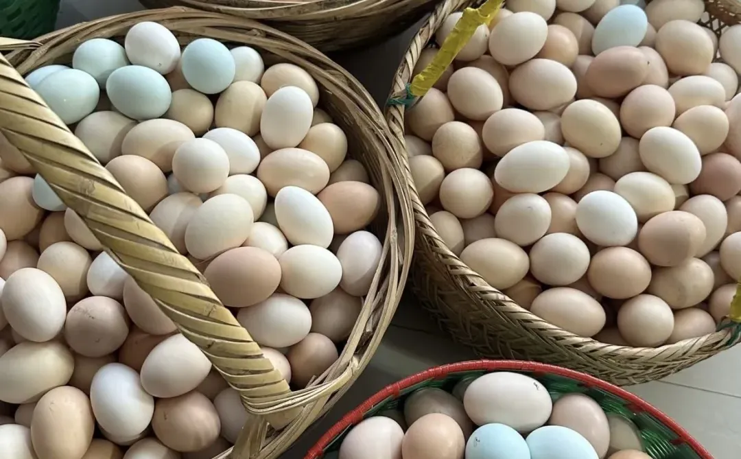 鸡蛋供货—来吧展示今天的鸡蛋