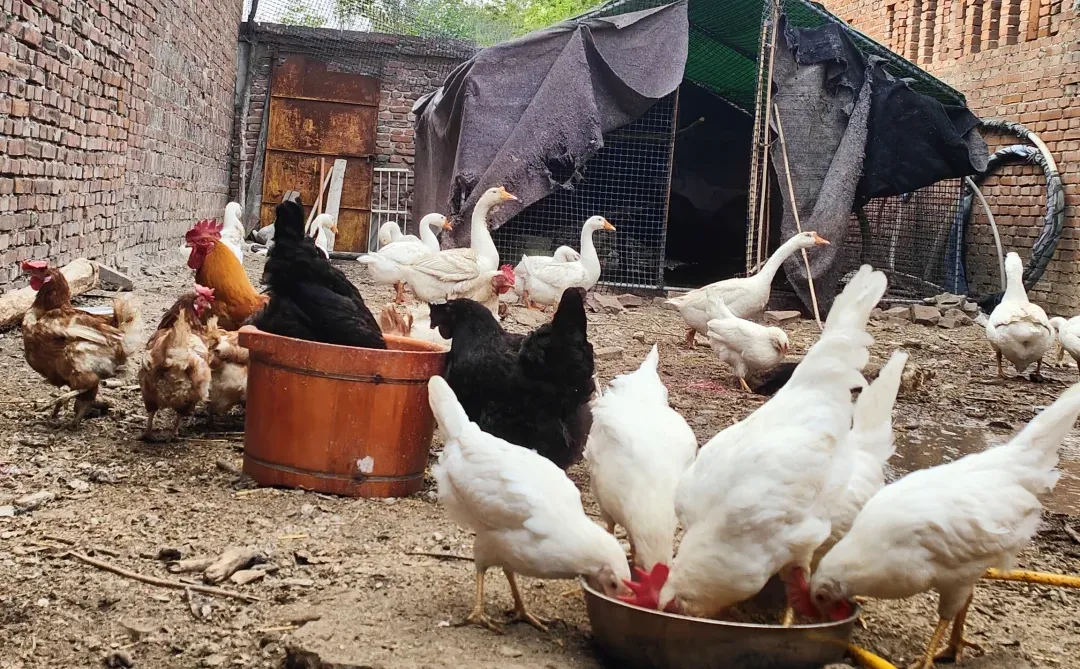 ʯ��ׯ��������