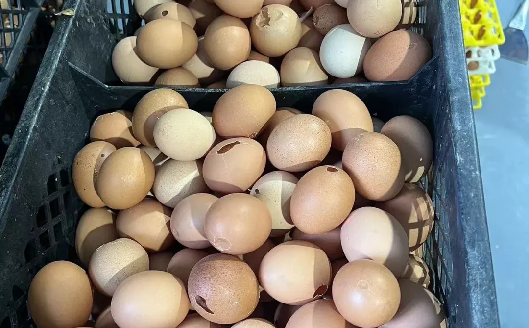 ��Ʒ�ʴ�Ʒ��