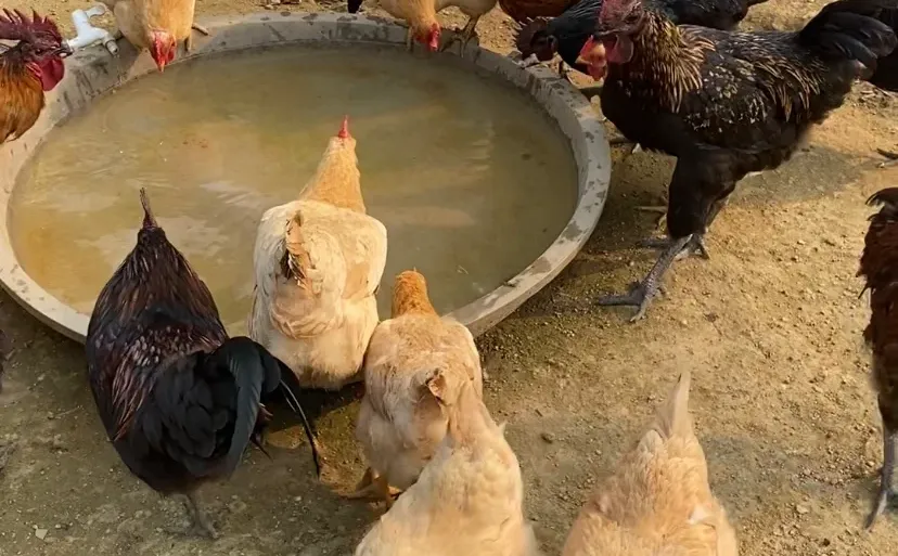 ����������������Ȥ�������